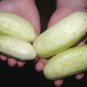 30+MINIATURE SWEET WHITE CUCUMBER Seed Bush Type Patio Container/Garden Organic