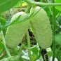 30+MINIATURE SWEET WHITE CUCUMBER Seed Bush Type Patio Container/Garden Organic