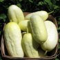 30+MINIATURE SWEET WHITE CUCUMBER Seed Bush Type Patio Container/Garden Organic