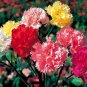 200+CARNATION "CHABAUD MIX" Flower Seeds 8 COLORS Big Long Lasting Blooms Garden
