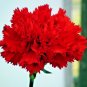 200+CARNATION "CHABAUD MIX" Flower Seeds 8 COLORS Big Long Lasting Blooms Garden