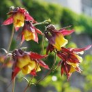100+ORIENTAL COLUMBINE Seeds Europe Asia Endangered Wildflower Garden/ Seeds USA Seller