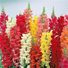16,000+TALL SNAPDRAGON MAXIMUM MIX Flower Seeds Butterfly Garden/Patio Container