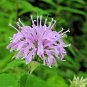 300+WILD BERGAMOT Seeds Bee Balm Monarda Native Wildflower Garden/Containers