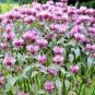 300+WILD BERGAMOT Seeds Bee Balm Monarda Native Wildflower Garden/Containers