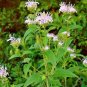 300+WILD BERGAMOT Seeds Bee Balm Monarda Native Wildflower Garden/Containers