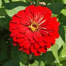 300+ ZINNIA"CHERRY QUEEN" Flower Seeds Bright RED 4"-5" Blooms Summer into Fall