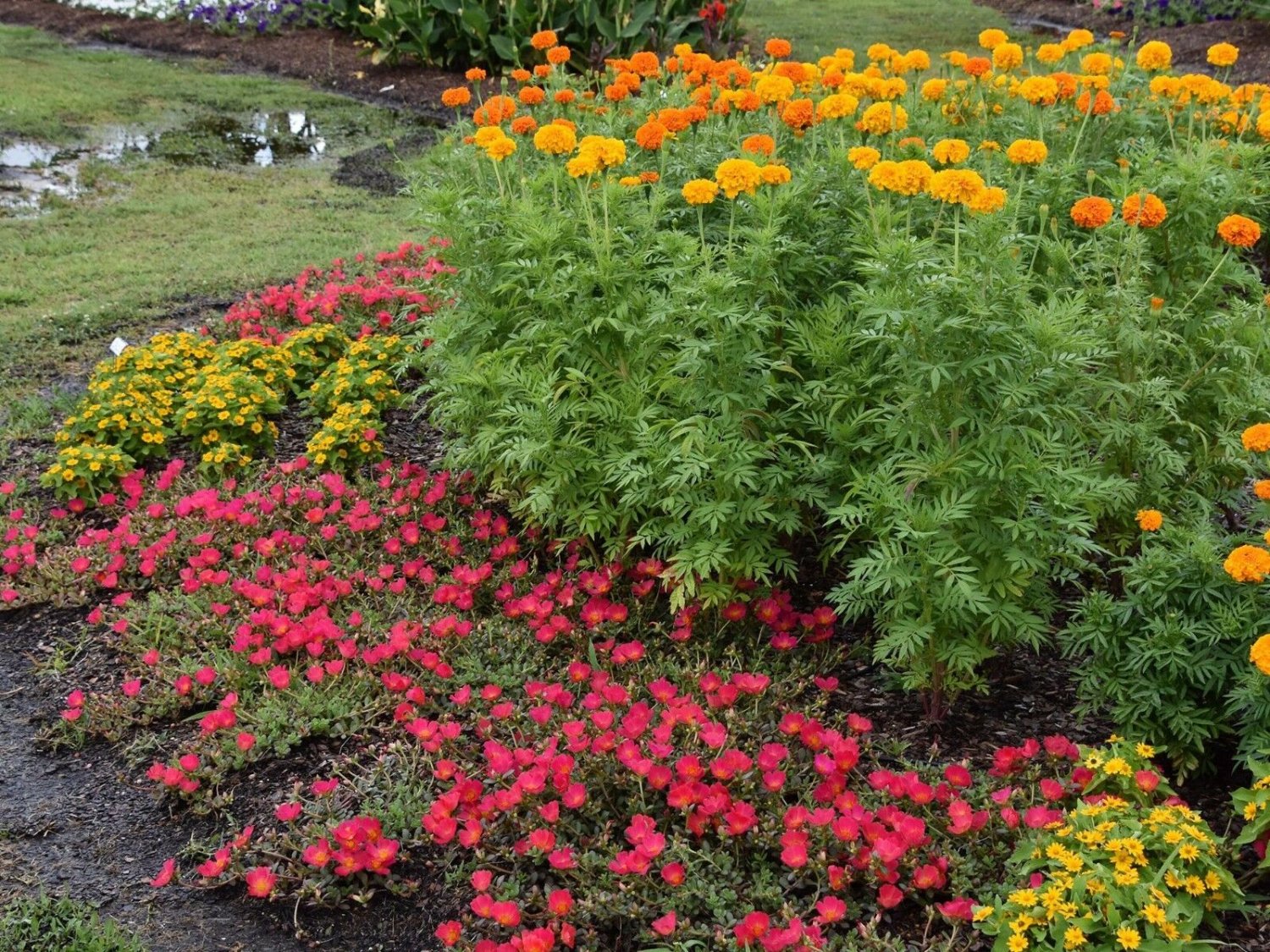 2000+AFRICAN MARIGOLD Seeds EXTRA TALL 3"Blooms Yellow Gold Orange Summer > Fall