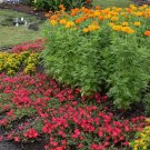 2000+AFRICAN MARIGOLD Seeds EXTRA TALL 3"Blooms Yellow Gold Orange Summer > Fall