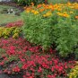 2000+AFRICAN MARIGOLD Seeds EXTRA TALL 3"Blooms Yellow Gold Orange Summer > Fall