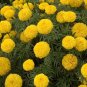 2000+AFRICAN MARIGOLD Seeds EXTRA TALL 3"Blooms Yellow Gold Orange Summer > Fall