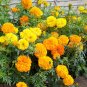 2000+AFRICAN MARIGOLD Seeds EXTRA TALL 3"Blooms Yellow Gold Orange Summer > Fall