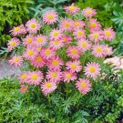 100+CHRYSANTHEMUM ROBINSON'S ROSE Seeds Painted Daisy Garden/Patio Container