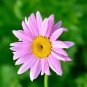 100+CHRYSANTHEMUM ROBINSON'S ROSE Seeds Painted Daisy Garden/Patio Container