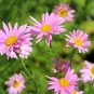 100+CHRYSANTHEMUM ROBINSON'S ROSE Seeds Painted Daisy Garden/Patio Container