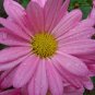 100+CHRYSANTHEMUM ROBINSON'S ROSE Seeds Painted Daisy Garden/Patio Container