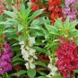 100+BALSAM CAMELLIA MIX Flower Seeds aka Impatiens Patio Container/Garden EASY