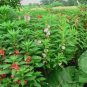 100+BALSAM CAMELLIA MIX Flower Seeds aka Impatiens Patio Container/Garden EASY