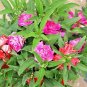 100+BALSAM CAMELLIA MIX Flower Seeds aka Impatiens Patio Container/Garden EASY