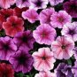 200+PETUNIA VEINED MIX Flower Seeds Hanging Baskets Beds Window Box Containers