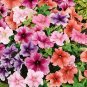 200+PETUNIA VEINED MIX Flower Seeds Hanging Baskets Beds Window Box Containers