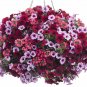 200+PETUNIA VEINED MIX Flower Seeds Hanging Baskets Beds Window Box Containers
