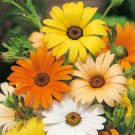 201+AFRICAN DAISY MIX Seeds White Orange Yellow Apricot Drought Tolerant Annual