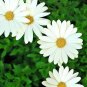 201+AFRICAN DAISY MIX Seeds White Orange Yellow Apricot Drought Tolerant Annual