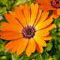 201+AFRICAN DAISY MIX Seeds White Orange Yellow Apricot Drought Tolerant Annual