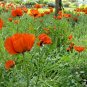 1001+ORIENTAL POPPY Flower Seeds Mid-Summer Blooms Long Life Garden/Container