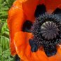 1001+ORIENTAL POPPY Flower Seeds Mid-Summer Blooms Long Life Garden/Container