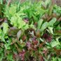 1oz-16,000 GOURMET MESCLUN MIX Seeds Organic SPROUTS Garden/Patio Container Bulk