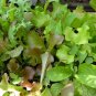 1oz-16,000 GOURMET MESCLUN MIX Seeds Organic SPROUTS Garden/Patio Container Bulk