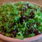 1oz-16,000 GOURMET MESCLUN MIX Seeds Organic SPROUTS Garden/Patio Container Bulk