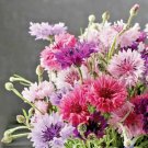 500+DWARF BACHELOR BUTTON MIX Flower Seeds 5 COLORS Blue Purple Pink Red White