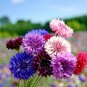 500+DWARF BACHELOR BUTTON MIX Flower Seeds 5 COLORS Blue Purple Pink Red White