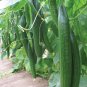 30+CETRIOLO CHINESE SLANGEN CUCUMBERS Seeds Tender Crisp 12"- 20" Long Garden