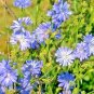 500+CHICORY Flower Seeds Organic Natural Herb Blue Dandelion Coffeeweed SALE