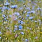 500+CHICORY Flower Seeds Organic Natural Herb Blue Dandelion Coffeeweed SALE