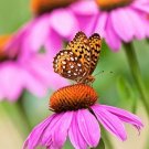 1OZ=6500+PURPLE CONEFLOWER Seeds American Native Wildflower Long Life Span Bulk