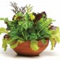 1oz-20,000+ORGANIC GOURMET SALAD MIX Seeds MIXED GREENS Non-GMO Spring/Fall