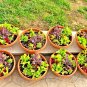 1oz-20,000+ORGANIC GOURMET SALAD MIX Seeds MIXED GREENS Non-GMO Spring/Fall
