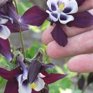 100+WILLIAM GUINNESS COLUMBINE Seeds European Woodland Wildflower Butterflies