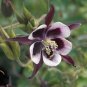 100+WILLIAM GUINNESS COLUMBINE Seeds European Woodland Wildflower Butterflies