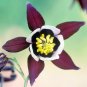 100+WILLIAM GUINNESS COLUMBINE Seeds European Woodland Wildflower Butterflies
