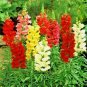 2001+SNAPDRAGON MAXIMUM MIX Flower Seeds 30-36" Tall Garden/Patio Container SALE