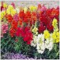 2001+SNAPDRAGON MAXIMUM MIX Flower Seeds 30-36" Tall Garden/Patio Container SALE