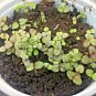 2001+SNAPDRAGON MAXIMUM MIX Flower Seeds 30-36" Tall Garden/Patio Container SALE