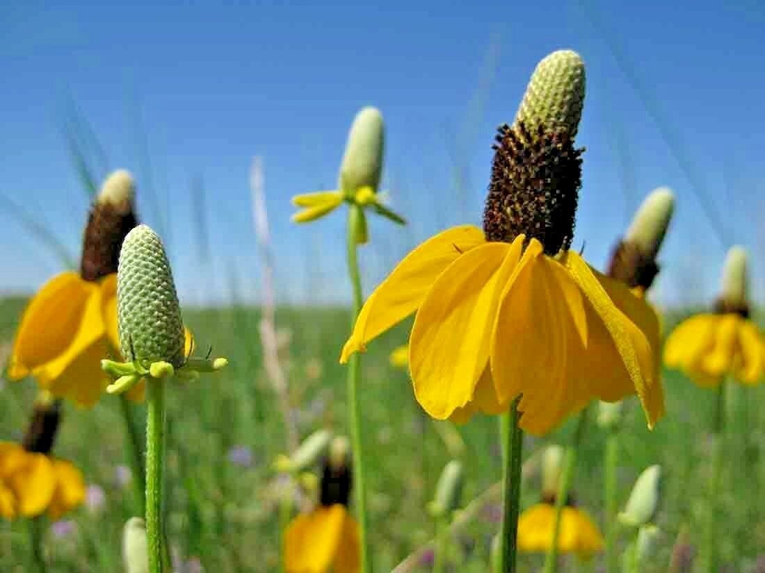 200+PRAIRIE Yellow CONEFLOWER Seeds American Native Wildflower Butterflies Bees