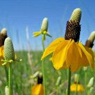 200+PRAIRIE Yellow CONEFLOWER Seeds American Native Wildflower Butterflies Bees